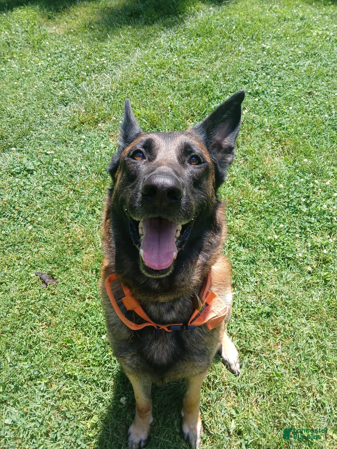 Belgian Malinois dogs for sale: Belgian Malinois 1 - Ad 1