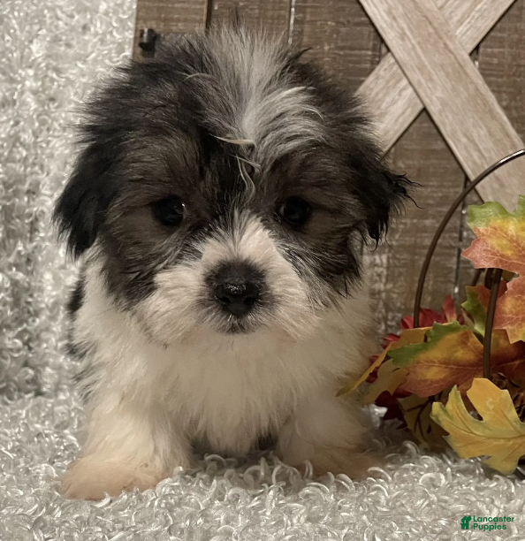 Morkie dogs Hawk - Ad 4