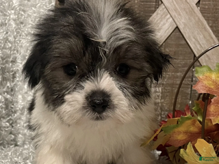 Morkie dogs Hawk - Ad 36