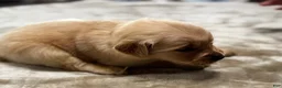Golden Retriever dogs for sale: 4454 Black Collar - Ad 1