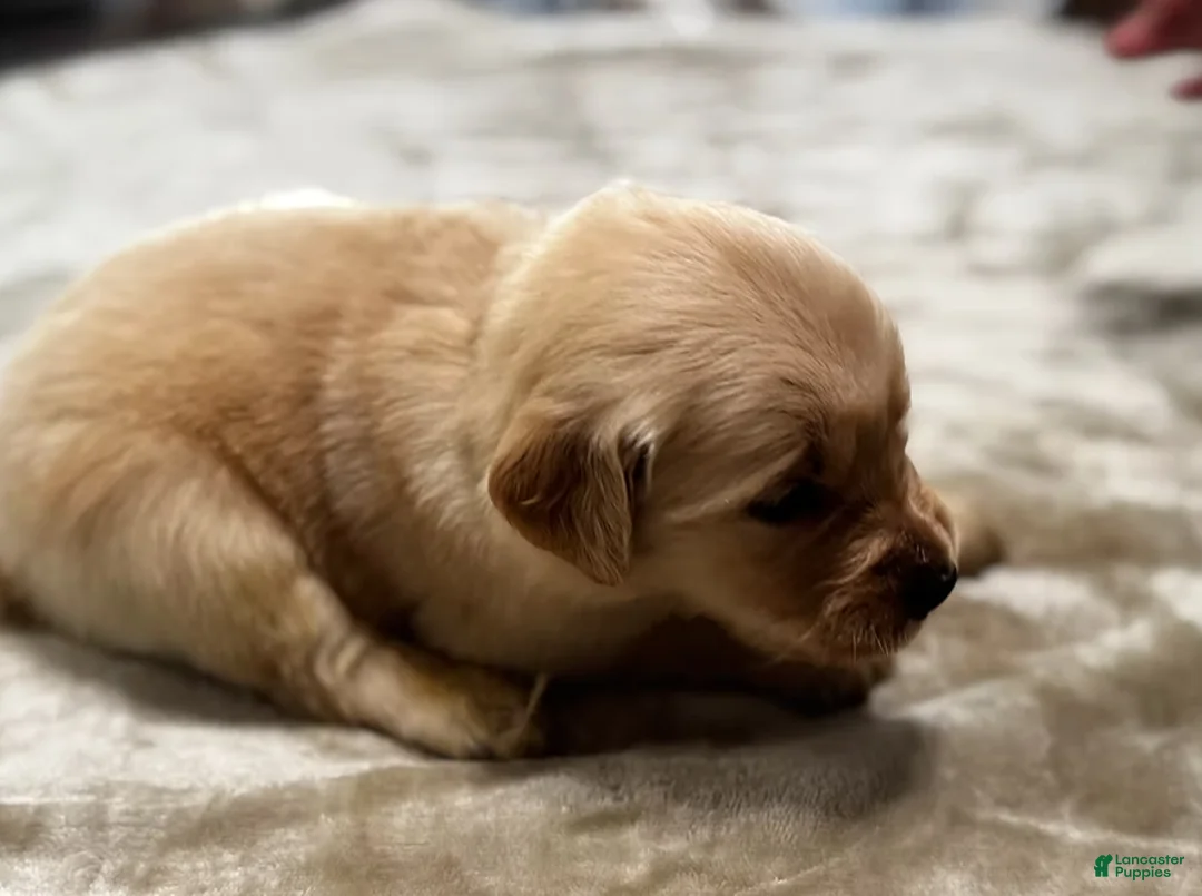 Golden Retriever dogs for sale: 4454 Black Collar - Ad 1