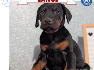 Doberman Pinscher dogs Lance - Ad 14