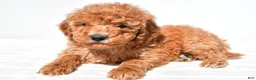 Mini Goldendoodle dogs for sale: Buster  - Ad 6