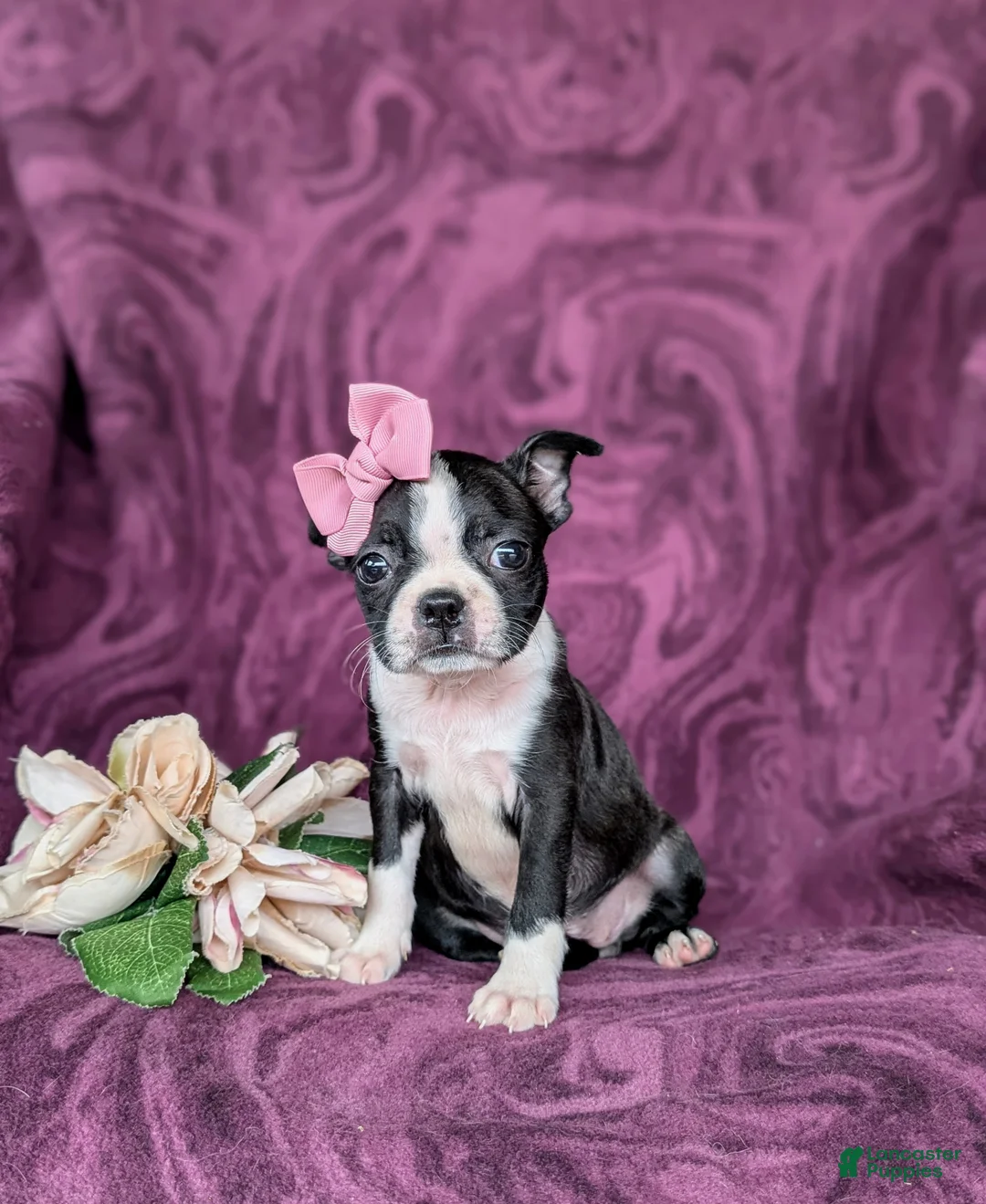 Boston Terrier dogs for sale: Eliza - Ad 1