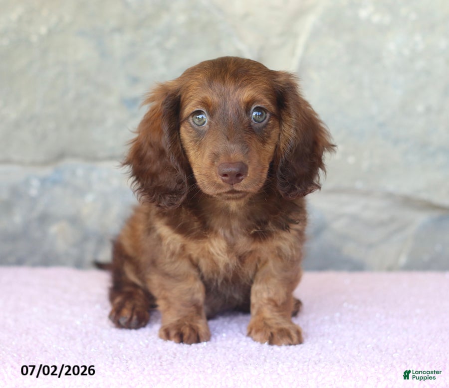 Miniature Dachshund dogs Winston - Ad 1