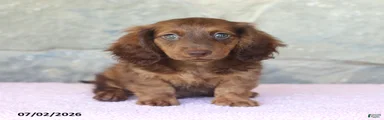 Winston