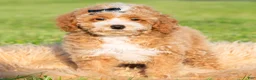 Toy Poodle dogs for sale: Pluto - Ad 3