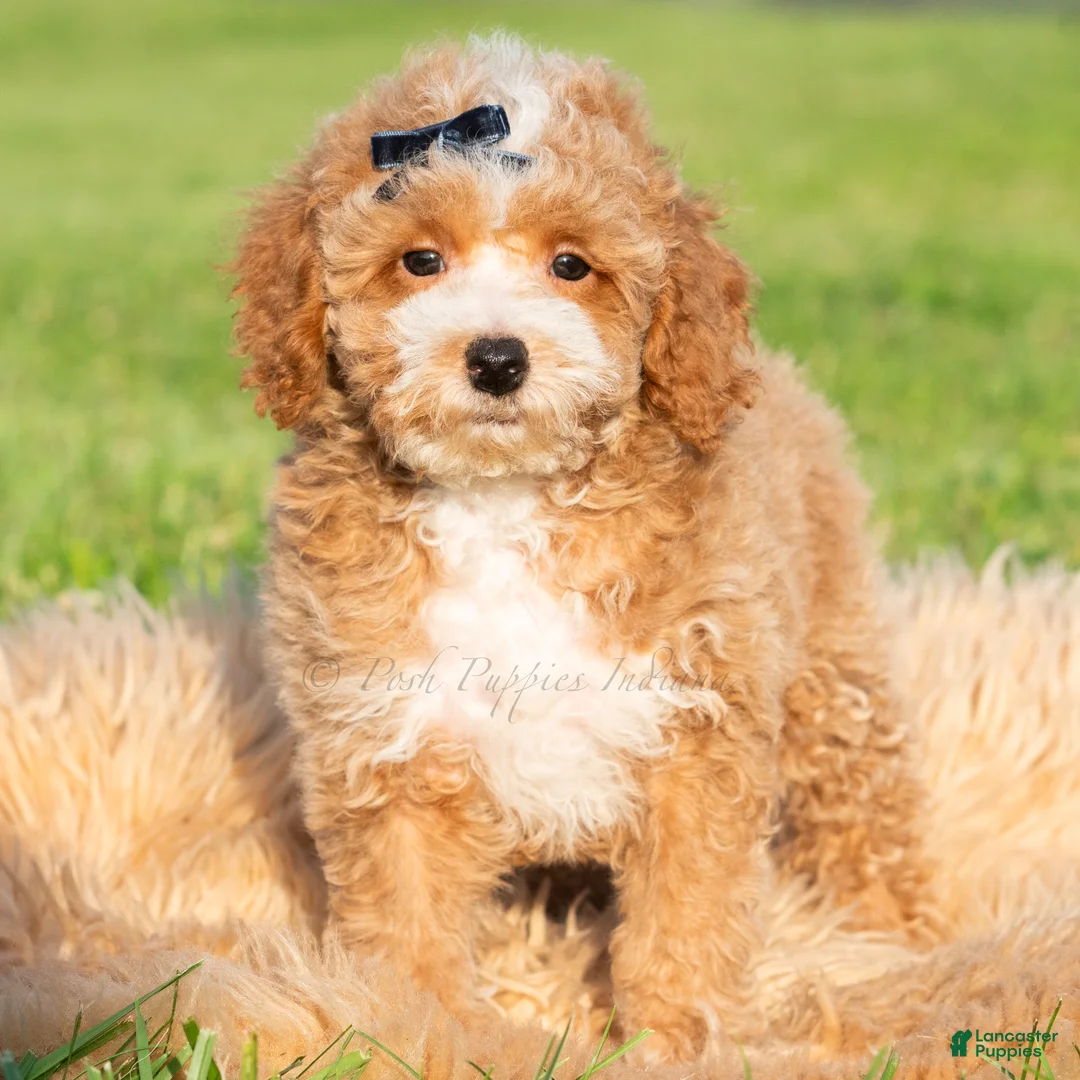 Toy Poodle dogs for sale: Pluto - Ad 1