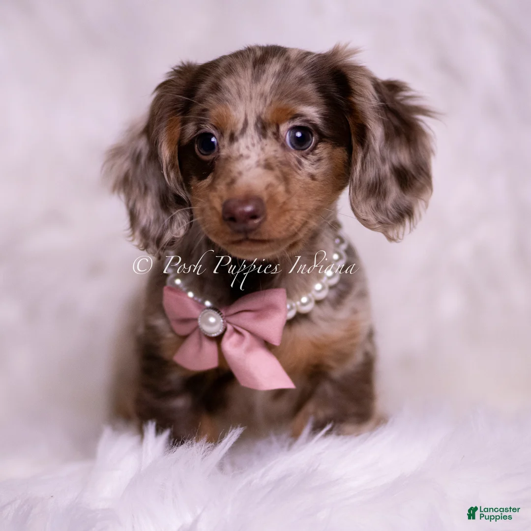 Miniature Dachshund dogs for sale: Ellie - Ad 2