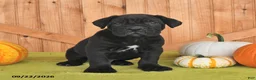 Cane Corso dogs for sale: Bear - Ad 3