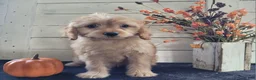 Cavapoo dogs for sale: Nugget - Ad 5