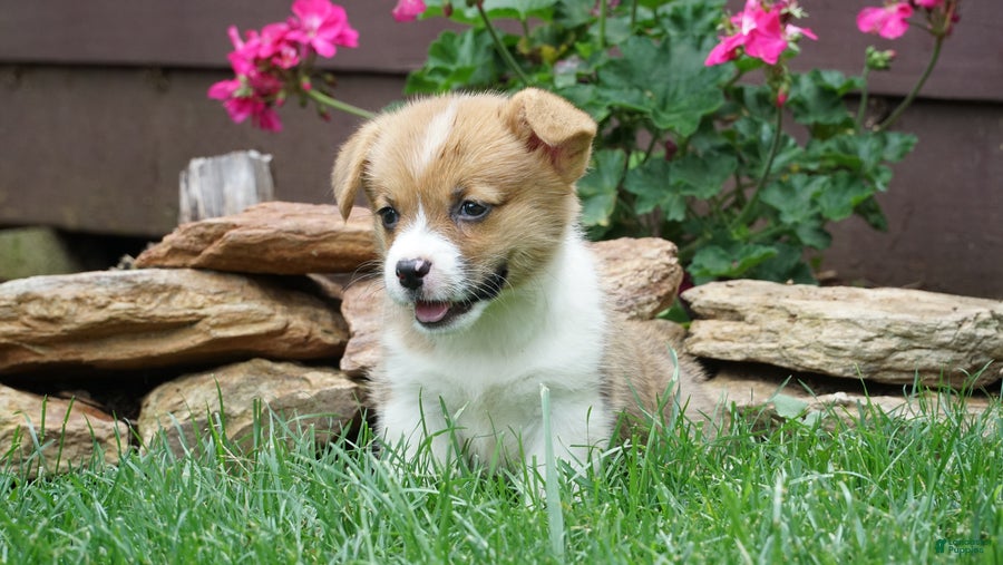 Welsh Corgi Pembroke dogs Fern - Ad 2