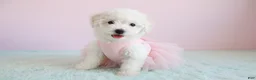 Maltipoo dogs for sale: Angel - Ad 2