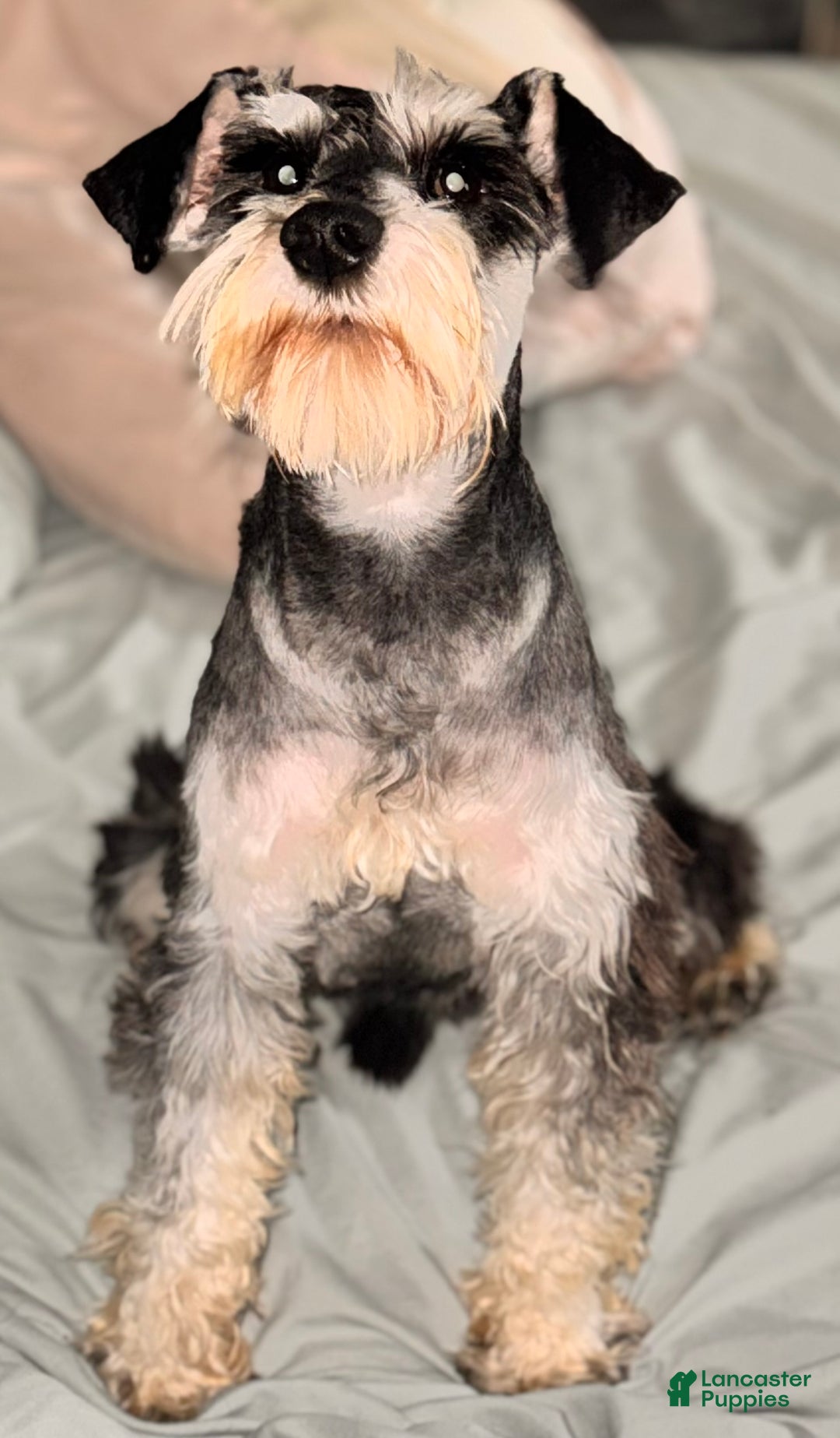Miniature Schnauzer dogs for sale: Miniature Schnauzer Puppy 3 - Ad 7