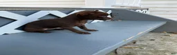 Chihuahua dogs for sale: Lydia - Ad 4