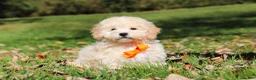 Maltipoo dogs for sale: Connor - Ad 1
