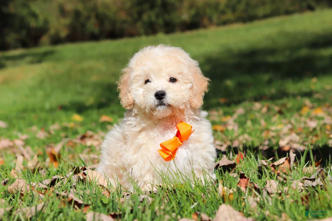 Maltipoo dogs for sale: Connor - Ad 1