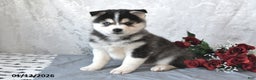 Pomsky dogs for sale: Archie - Ad 2