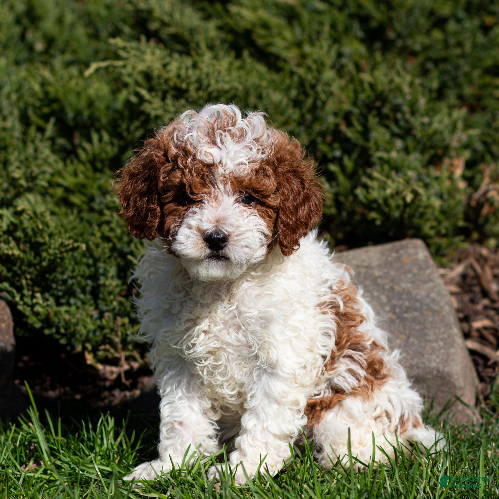 Standard Poodle dogs Blake Poodle Puppy  - Ad 1