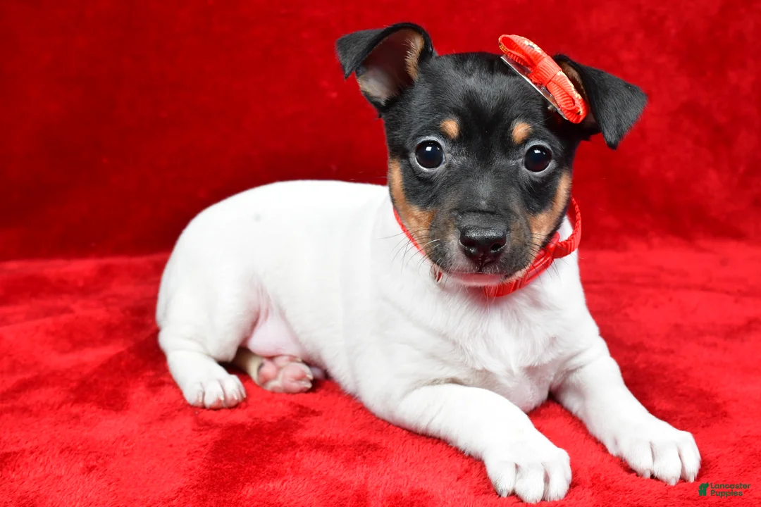 Toy Fox Terrier dogs for sale: Nemo - Ad 1