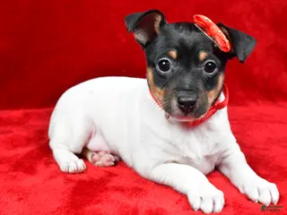 Toy Fox Terrier dogs Nemo - Ad 8