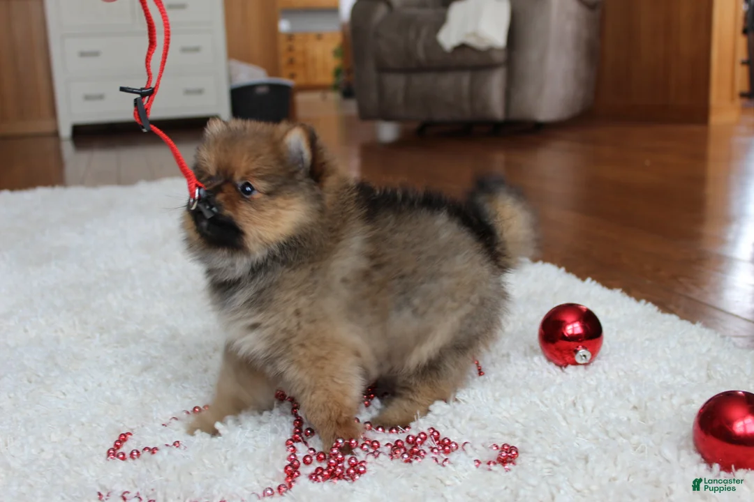 Pomeranian dogs for sale: Lyle - Ad 8