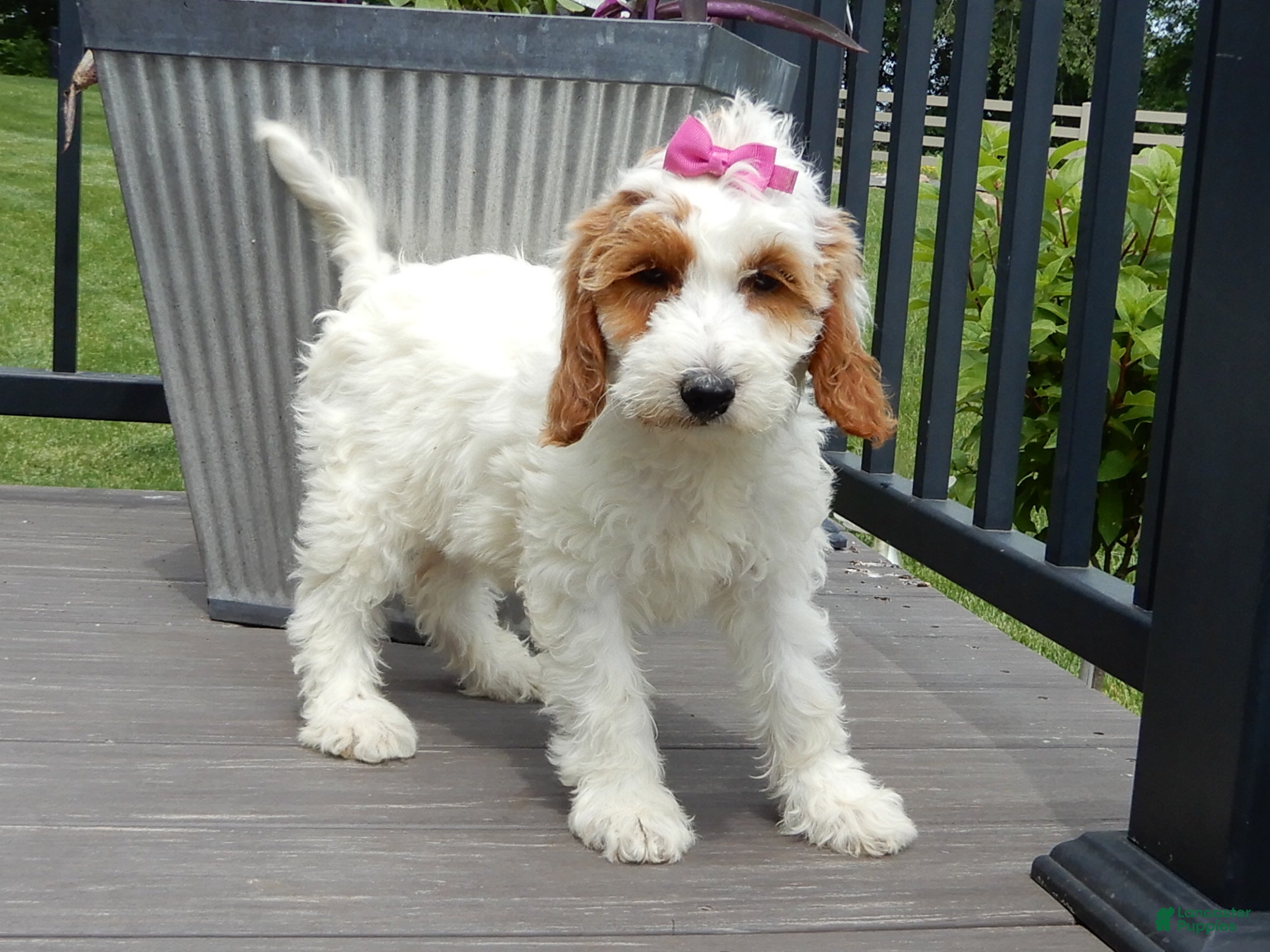 Mini Goldendoodle dogs Princess-MEDIUM - Ad 1