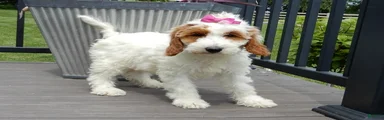 Princess-MEDIUM