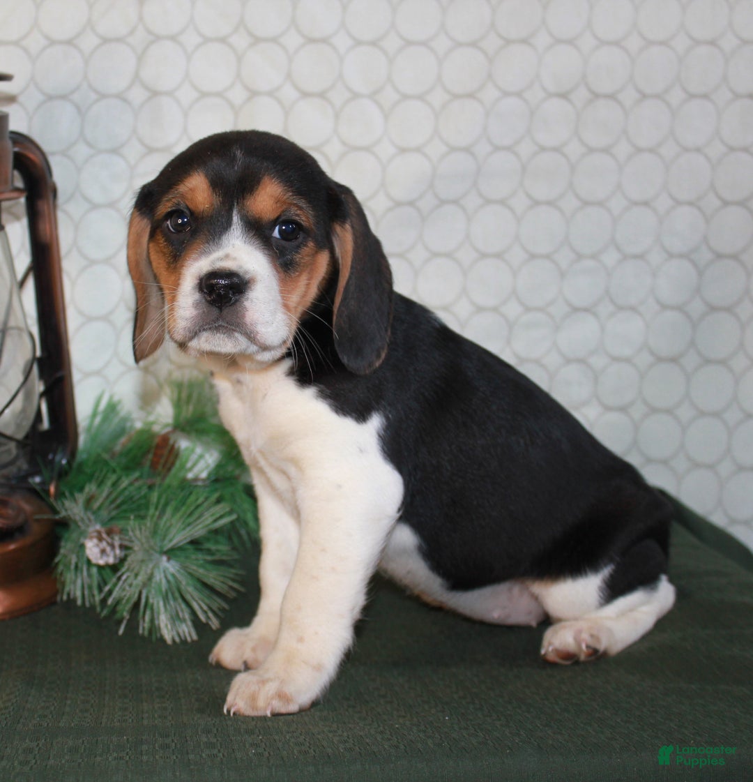 Beagle dogs for sale: Macy - Ad 5