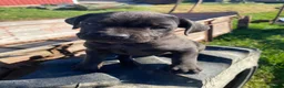 Cane Corso dogs for sale: Coco - Ad 13