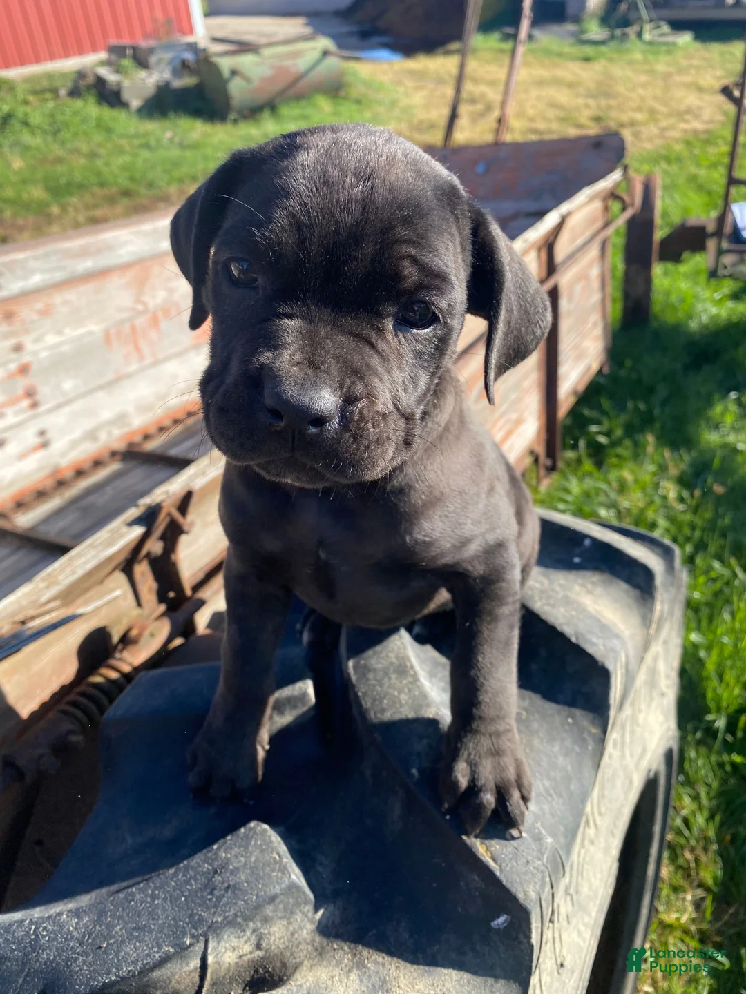 Cane Corso dogs for sale: Coco - Ad 13