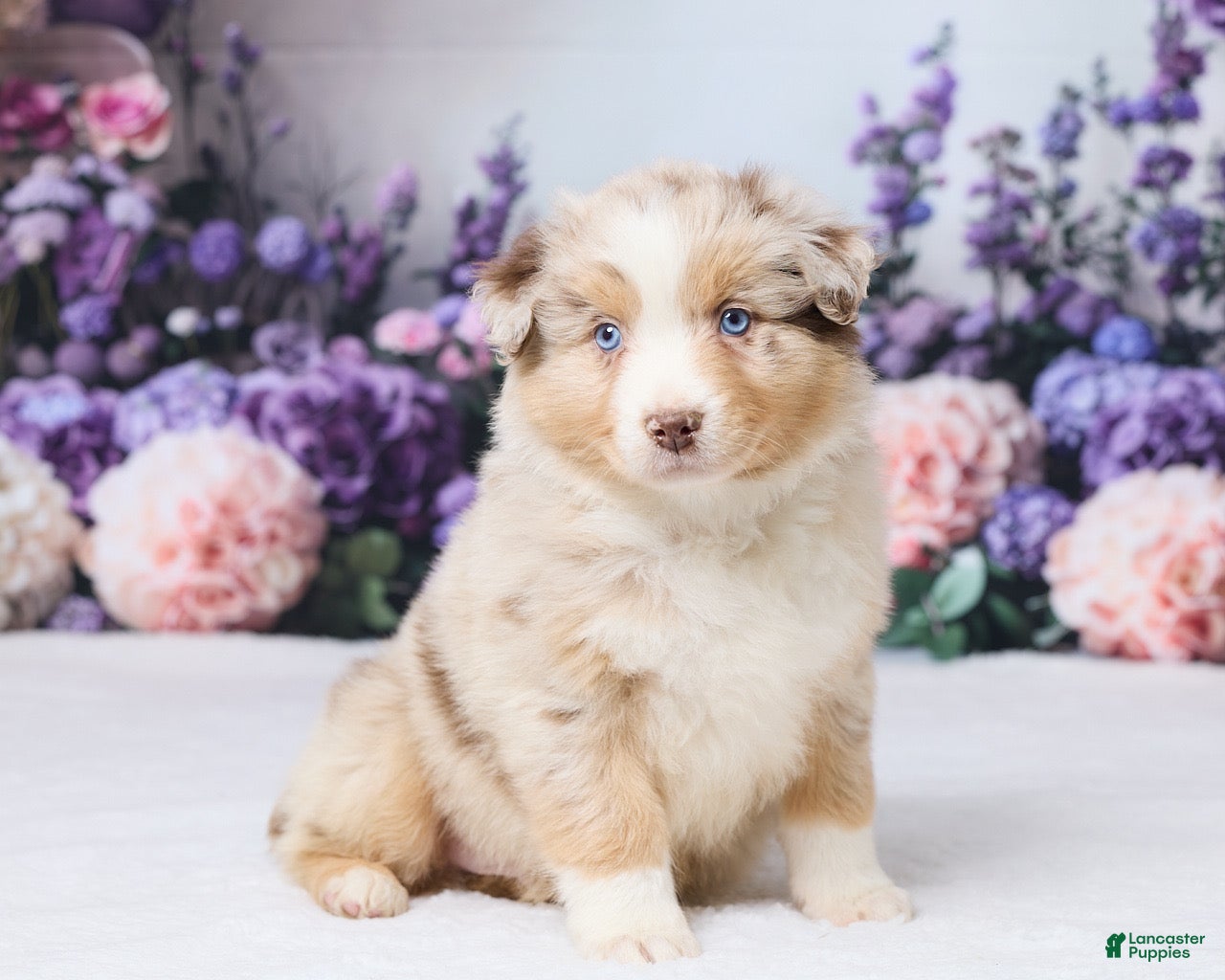 Australian Shepherd dogs Buddy - Ad 2