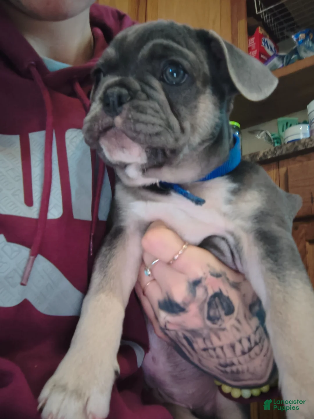 French Bulldog dogs for sale: French Bulldog Puppy 1 - Ad 1