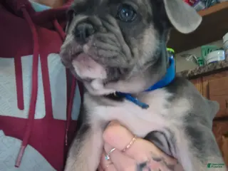 French Bulldog dogs French Bulldog Puppy 1 - Ad 17