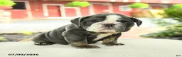English Bulldog dogs for sale: Vivienne - Ad 3