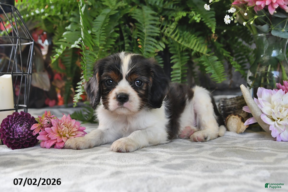 Cavalier King Charles Spaniel dogs Jefferson - Ad 2