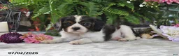 Cavalier King Charles Spaniel dogs for sale: Jefferson - Ad 2