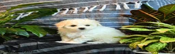 Bichon Frise dogs for sale: Marshmallow - Ad 3