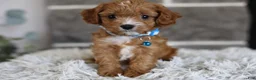 Cavapoo dogs for sale: Beanie - Ad 2