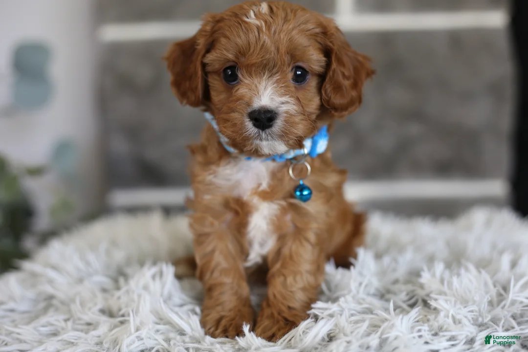 Cavapoo dogs for sale: Beanie - Ad 2