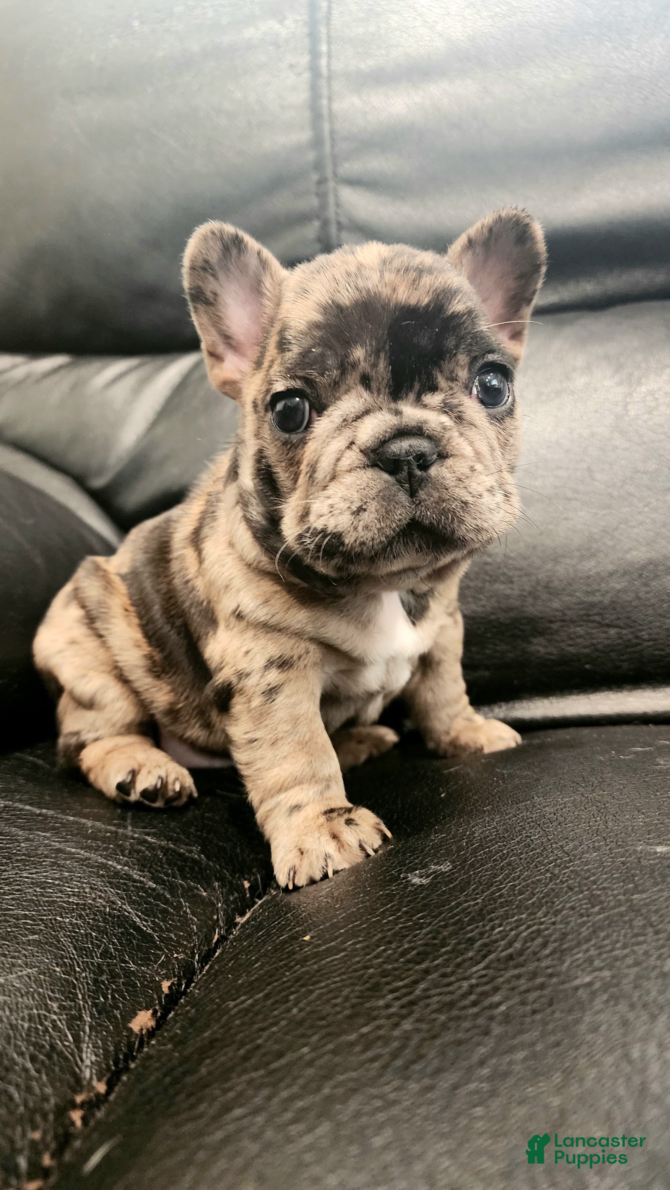 French Bulldog dogs French Bulldog Puppy 1 - Ad 2