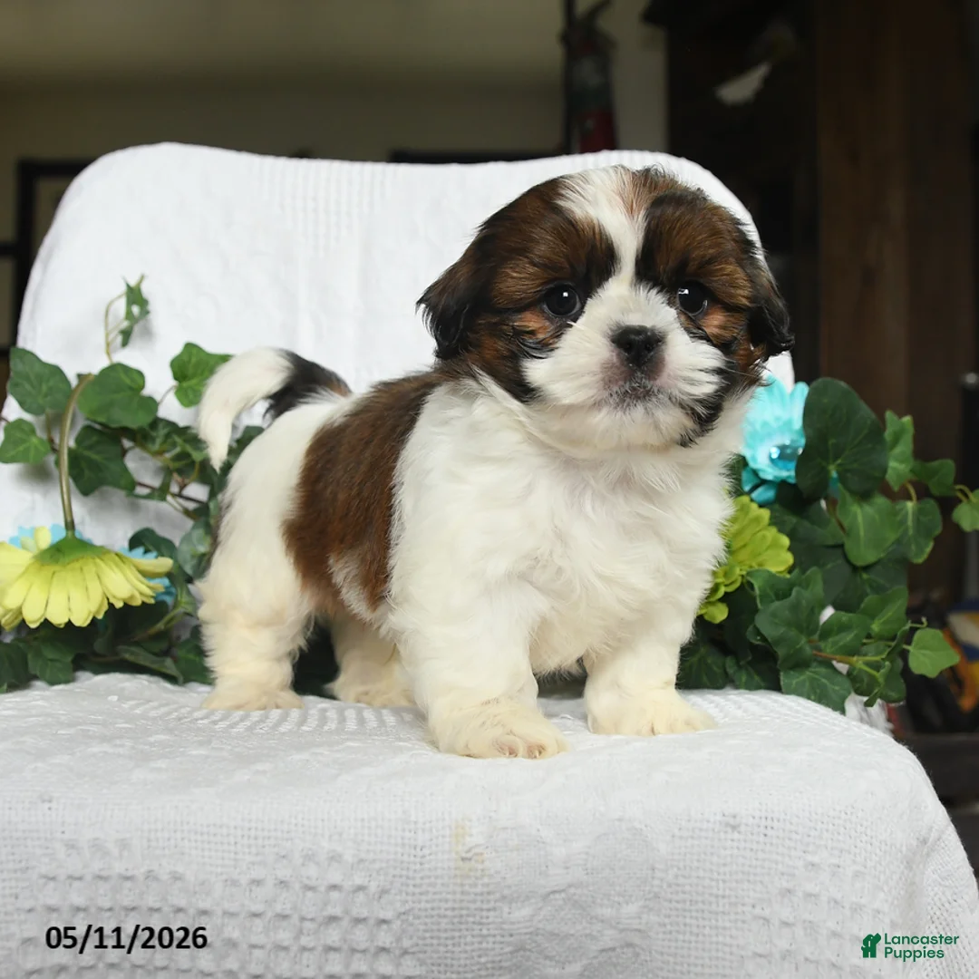 Shih Tzu dogs for sale: Jackson  - Ad 2