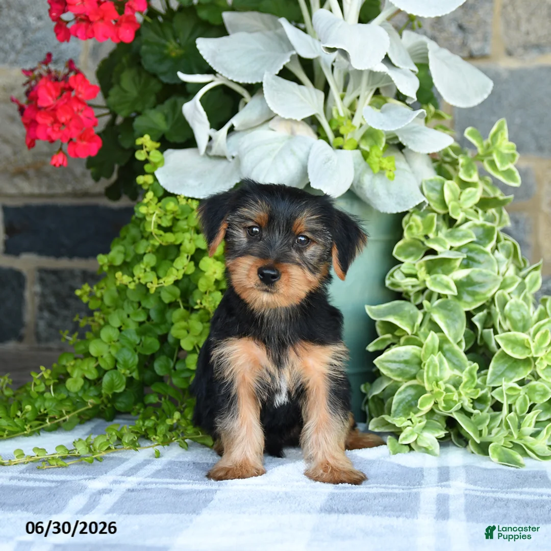 Yorkshire Terrier dogs for sale: Fred - Ad 5