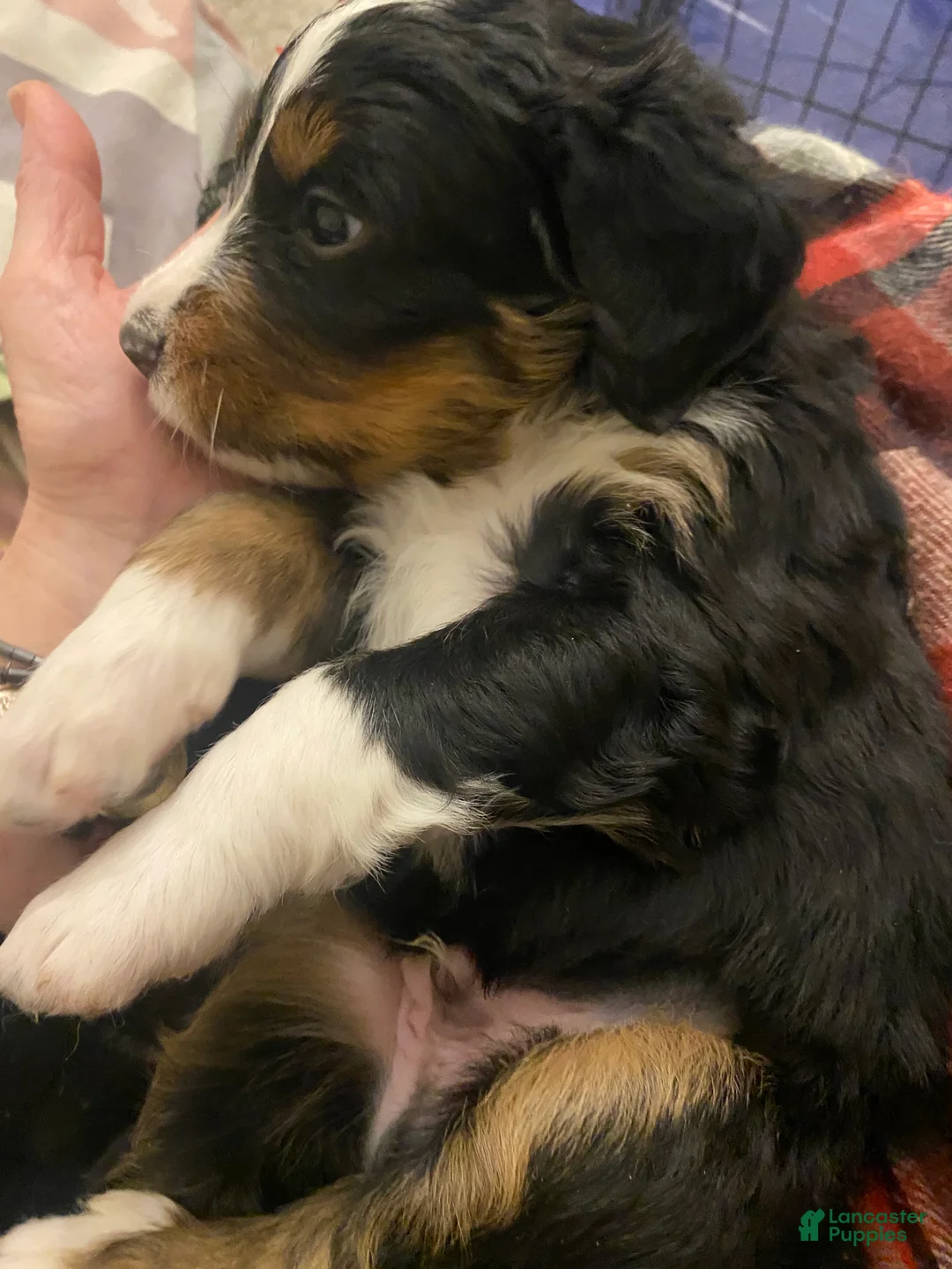 Bernedoodle dogs for sale: Bernedoodle Puppy 1 - Ad 16