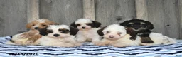 Shihpoo dogs for sale: Baxter - Ad 5