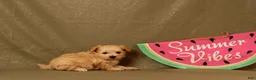 Maltipoo dogs for sale: Isaiah - Ad 4