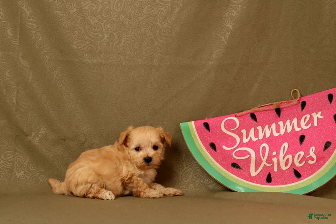 Maltipoo dogs for sale: Isaiah - Ad 4