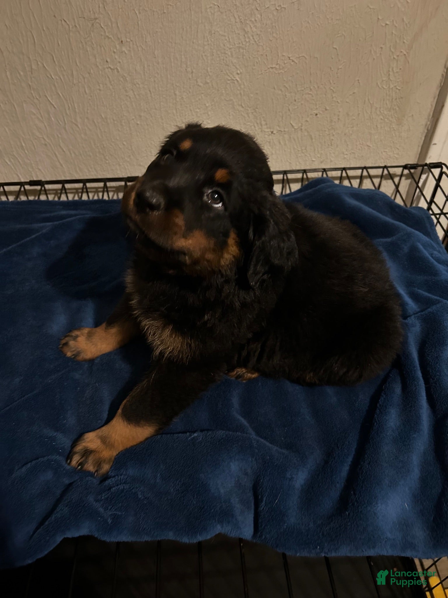 Rottweiler dogs Phoebe (Red)  - Ad 2