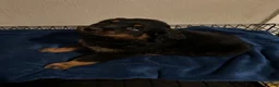 Rottweiler dogs for sale: Phoebe (Red)  - Ad 2
