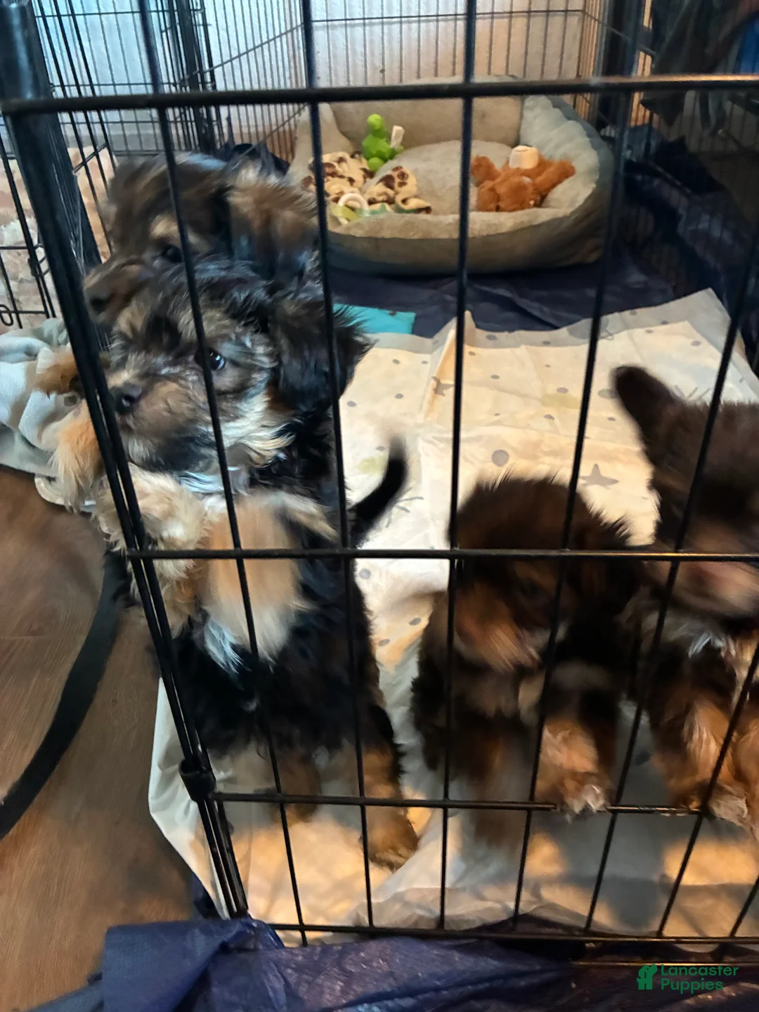 Yorkiepoo dogs for sale: Yorkiepoo 5 - Ad 2